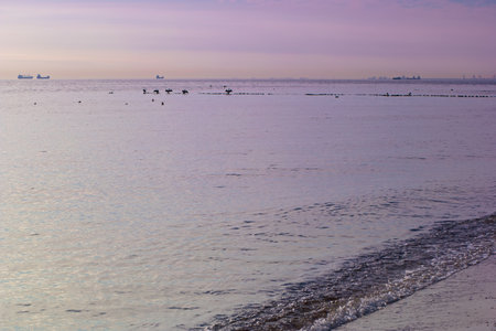 Seascape with seagulls on the beach at sunsetの写真素材