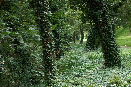 Ivy and ivy in the park in the summer. Natural backgroundの写真素材