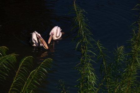 Great white pelican, Pelecanus okorotalusの写真素材