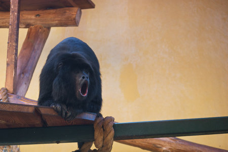 Black bear is yawning on the wooden platform in the zoo.の写真素材