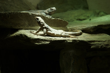 Iguana on a rock in a zoo. Close up.の写真素材