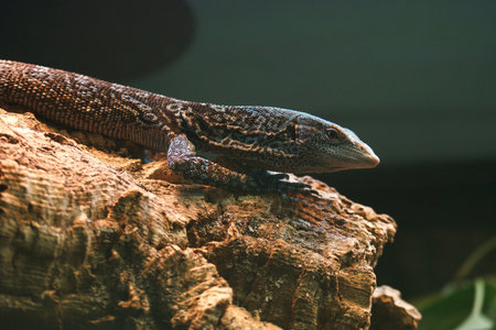 Varanus salvator, commonly known as the common monitor lizardの写真素材