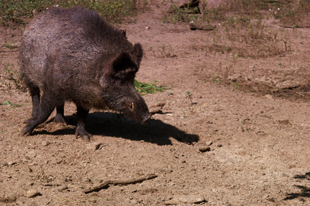 Wild boar (Sus scrofa) in the zoo.の写真素材