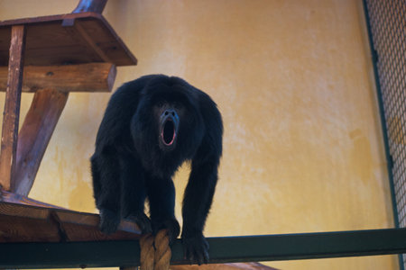 Big black monkey yawning on a wooden chair in the zoo.の写真素材