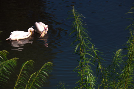 Two white pelicans swimming on the water in a park in summerの写真素材