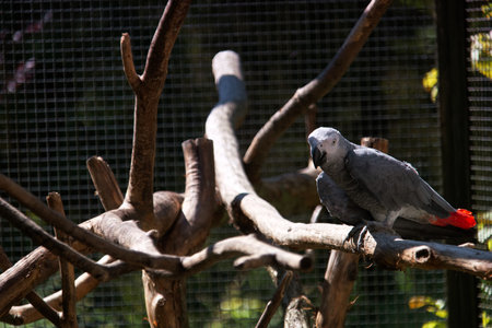 African Gray Parrot sitting on a tree branch in a zoo.の写真素材