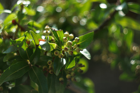 Branch of the laurel tree with green leaves and berries.