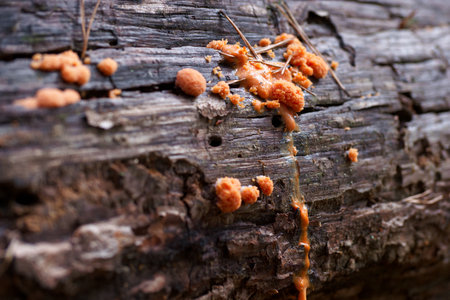 Mushrooms on a dead tree in the forest. Shallow depth of field