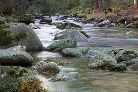 Streaming water in the forest in autumn, with rocks and moss