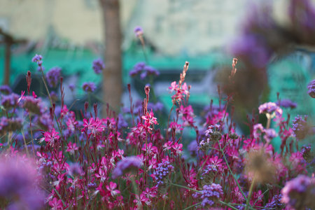 Purple flowers in the garden with blurred background and bokeh.の写真素材