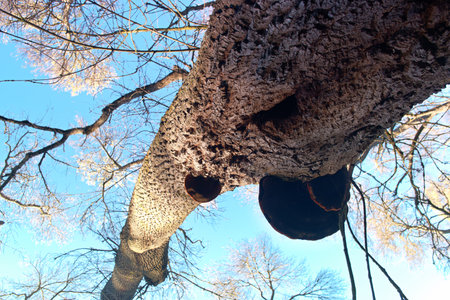 Horn of a tree in the winter forest on a sunny day