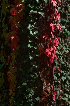 Red and green leaves of wild grapes on a tree trunk in autumnの写真素材