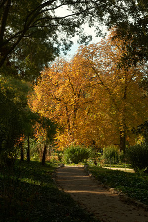 Autumn in the park. Autumn landscape with trees and leaves.の写真素材