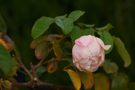 Beautiful pink rose in the garden on a background of green leavesの写真素材