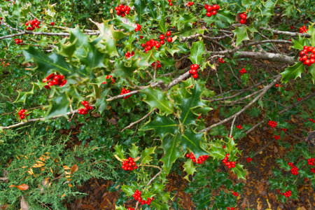 Holly berries with green leaves and red berries in the forest.の写真素材