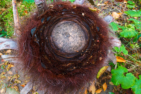 Close up of a hole in a tree trunk in the forest.