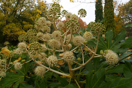 Plant with white flowers and green leaves in a park in autumnの写真素材