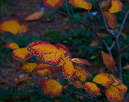 Autumn leaves on a bush in the forest. Selective focus.の写真素材