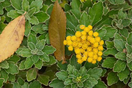 Close-up of small yellow flowers with green leaves in the backgroundの写真素材