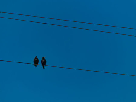 A pair of black birds on a wire against a blue sky.の写真素材