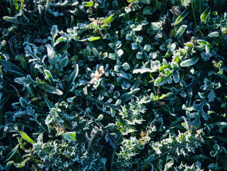 Frost on the grass in the early morning. Nature background.の写真素材