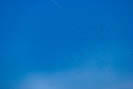 flock of birds flying in the blue sky, nature series.
