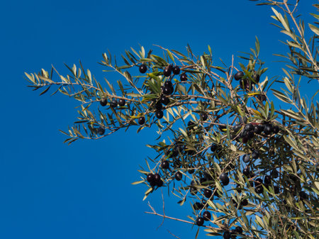 olives ripe fruit nature agriculture agriculture harvest sky blue branch leaves plant treeの写真素材