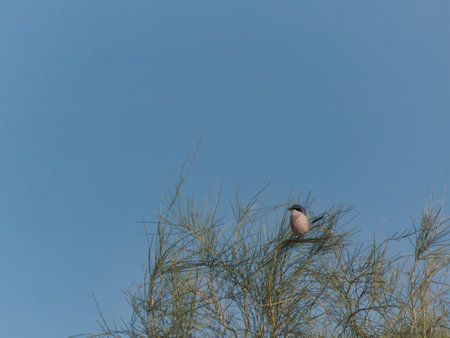 birds nature animals outdoors wild nature autumn spain madrid fauna sunriseの写真素材