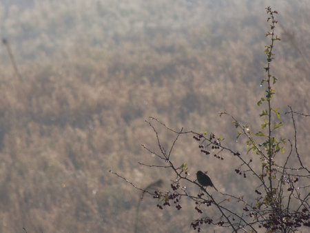 birds nature animals outdoors wild nature autumn spain madrid fauna sunriseの写真素材