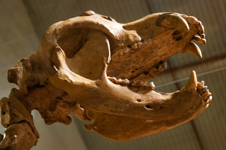 skull skeleton fossil paleontology ancient animal nature nature bones natural sciencesの写真素材