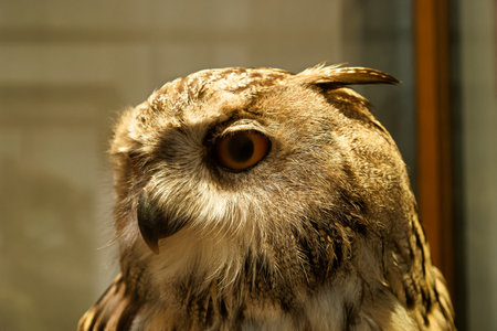 bird animal nature wild predatory head feathers beak eyes faunaの写真素材