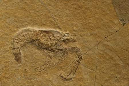 fossil paleontology old stone geology imprint animal fossil stone scienceの写真素材