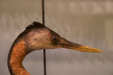 bird animal nature wild predatory head feathers beak eyes fauna