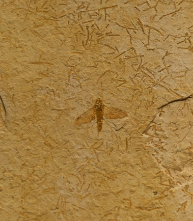 fossil paleontology old stone geology imprint animal fossil stone scienceの写真素材