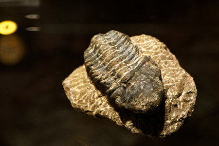 fossil paleontology old stone geology imprint animal fossil stone scienceの写真素材