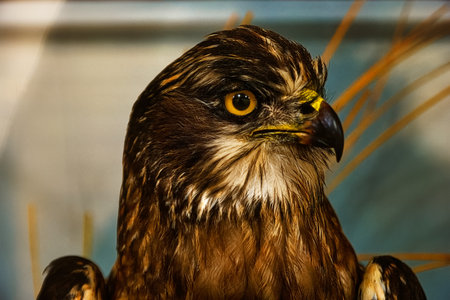 bird animal nature wild predatory head feathers beak eyes faunaの写真素材