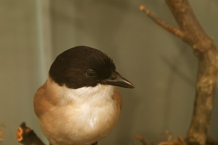 bird animal nature wild predatory head feathers beak eyes faunaの写真素材