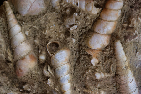 old fossil natural history of the earth ancient patterns paleontology science beautiful from the old...