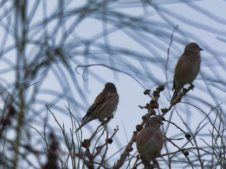 outdoor birds on the tree small autumn buntings ornithology nature fauna beautiful feathers beak wingsの写真素材