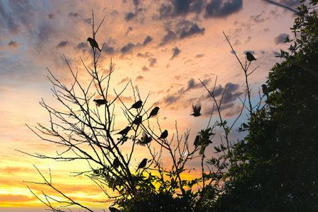outdoor house sparrow Passer domesticus flock on a tree against the sky setting sun nature wildlife fauna spainの写真素材