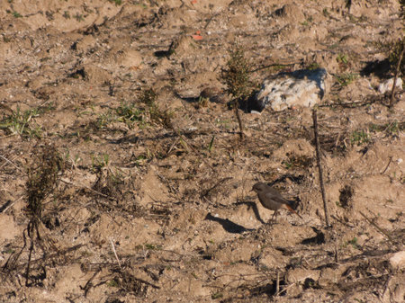feathers ornithology bird animal colors small branches winter spain beak wings faunaの写真素材