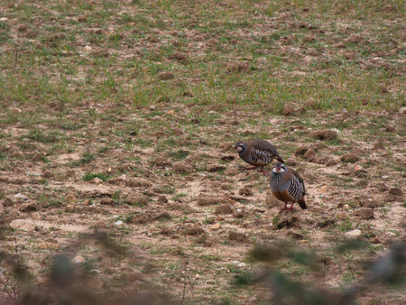 wild, bird, Barbary partridge, Alectoris barbara, nature, field, nature of spain, outdoors, animal, wild bird, iberian fauna,の写真素材