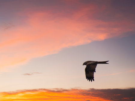 red kite Milvus milvus wild bird in flight against the sky at sunset wildlife of spain