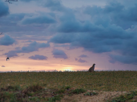 wild, bird, Barbary partridge, Alectoris barbara, nature, field, nature of spain, outdoors, animal,...
