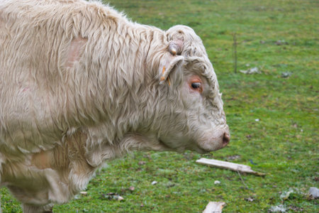 farm cattle grazing in a meadow in spain farm breedingの写真素材