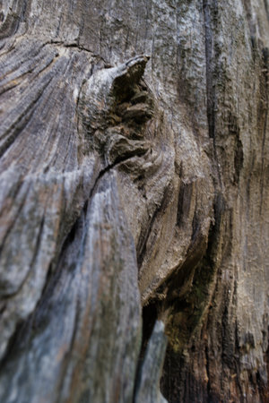 the structure of the wood root with its dried ringsの写真素材