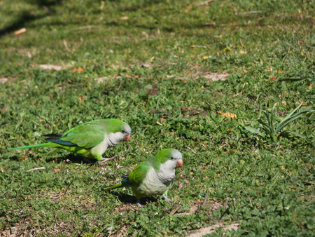 wild bird outdoors in a city park near Madrid in the city of Mostolesの写真素材
