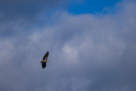vulture bird in flight against the sky in spain in the morningの写真素材