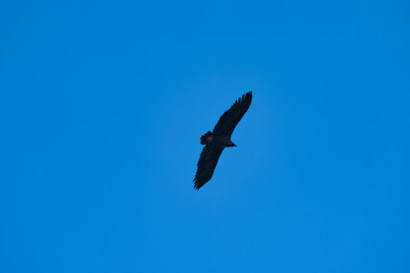 vulture bird in flight against the sky in spain in the morningの写真素材