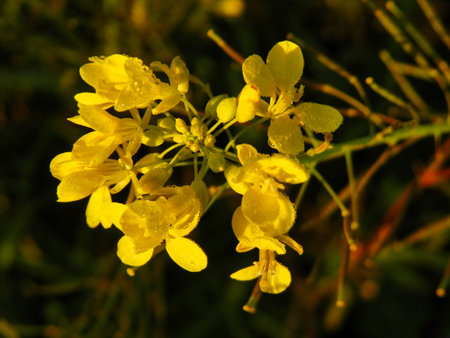 close-up of a spring flower using macro photography